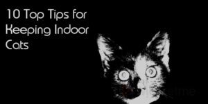 10 Top Tips for Keeping Indoor Cats
